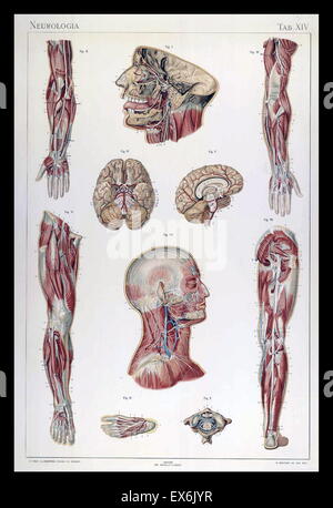 Illustrations anatomiques par Sigismond Balicki, 1858-1916 de 'pot normale du corps humain' par Sigismond Laskowski, 1896 Banque D'Images