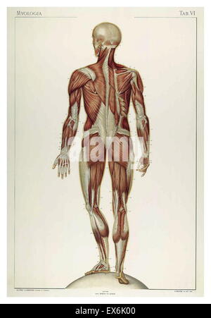 Illustrations anatomiques par Sigismond Balicki, 1858-1916 de 'pot normale du corps humain' par Sigismond Laskowski, 1901 Banque D'Images