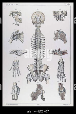 Illustrations anatomiques par Sigismond Balicki, 1858-1916 de 'pot normale du corps humain' par Sigismond Laskowski, 1906 Banque D'Images
