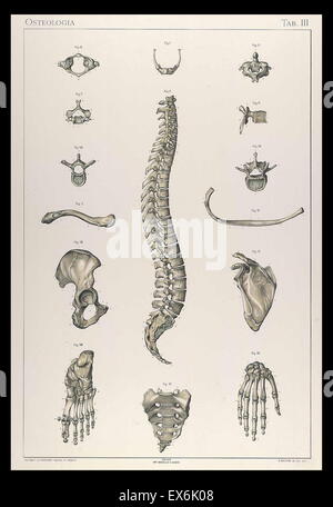 Illustrations anatomiques par Sigismond Balicki, 1858-1916 de 'pot normale du corps humain' par Sigismond Laskowski, 1907 Banque D'Images