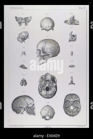 Illustrations anatomiques par Sigismond Balicki, 1858-1916 de 'pot normale du corps humain' par Sigismond Laskowski, 1908 Banque D'Images