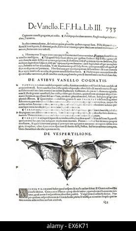 Illustration d'une chauve-souris, de 'Medici Tigurini Historiae animalium" Historia animalum 1564 ; un livre d'Anatomie vétérinaire, par Conradi Gesneri 1516-1570 Banque D'Images