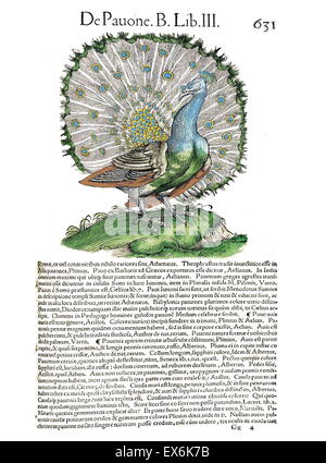 Illustration d'un paon, de 'Medici Tigurini Historiae animalium" Historia animalum 1564 ; un livre d'Anatomie vétérinaire, par Conradi Gesneri 1516-1573 Banque D'Images