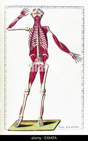 Illustration de 'Tabulae anatomicae'. (Rome : 1783) par Bartolomeo Eustachi (1500 ou 1514 - 27 août 1574), (Eustachius), l'un des fondateurs de la science de l'anatomie humaine. Banque D'Images