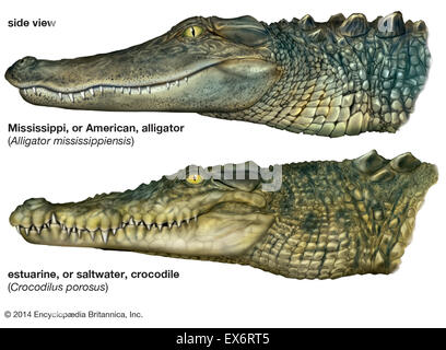 Comparaison des alligators et crocodiles Banque D'Images