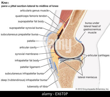 Articulation du Genou en section transversale. Banque D'Images