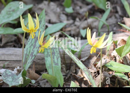 Jolie érythrone d'Amérique (Erythronium americanum) croissant sur le sol des forêts à la mi-mai dans le sud de l'Ontario. Banque D'Images