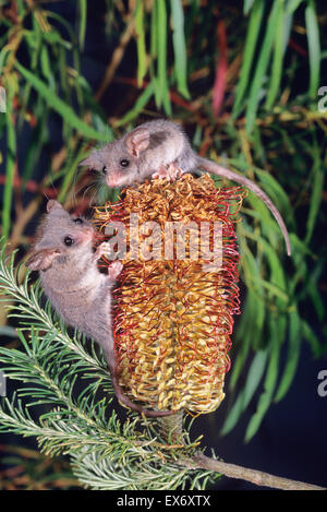 Petit Possum pygmée Cercartetus lepidus photographié en Tasmanie, Australie Banque D'Images