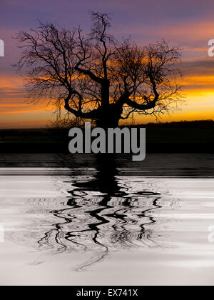Silhouette d'un arbre en face d'un coucher du soleil reflétée à l'arrière et de l'eau ondulante blanche Banque D'Images