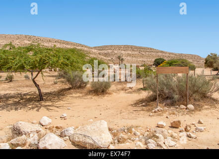 Camel farm. Un troupeau de chameaux domestiques d'Arabie broutent au désert du Néguev israélien. Banque D'Images