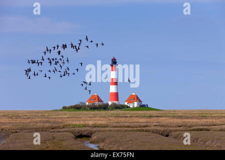 Troupeau de balane et Brent / bernache cravant survolant le phare Westerheversand à Büsum, mer des Wadden NP, Allemagne Banque D'Images