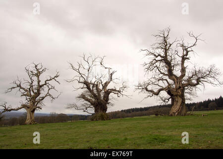 Vieux châtaigniers (Castanea sativa) Croft Castle dans le Herefordshire, UK. Banque D'Images