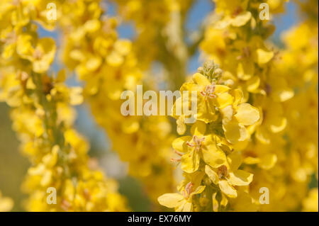 Verbascum thapsus Christo pâle lumineuse de l'éclair jaune moutarde fleurs en été herb Banque D'Images