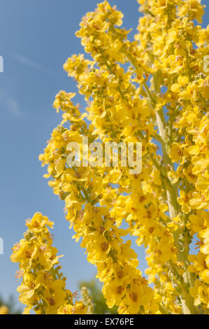 Verbascum thapsus Christo pâle lumineuse de l'éclair jaune moutarde fleurs en été herb Banque D'Images