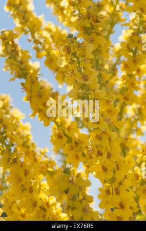 Verbascum thapsus Christo pâle lumineuse de l'éclair jaune moutarde fleurs en été herb Banque D'Images