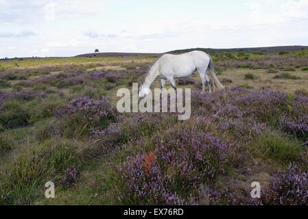 Poney White New Forest paissant dans le bruyère pourpre en août, Hampshire, Royaume-Uni Banque D'Images