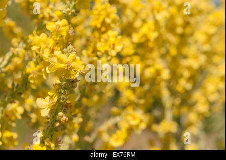 Verbascum thapsus Christo pâle lumineuse de l'éclair jaune moutarde fleurs en été herb Banque D'Images