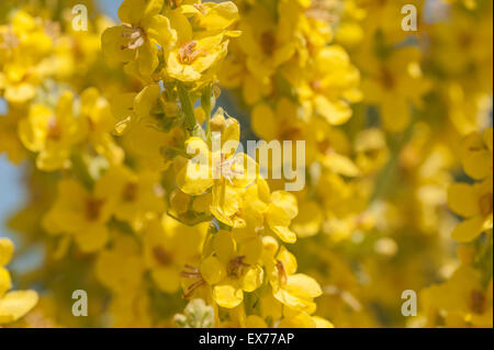 Verbascum thapsus Christo pâle lumineuse de l'éclair jaune moutarde fleurs en été herb Banque D'Images