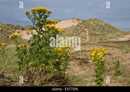 Senecio jacobaea vulgaris séneçon commun jacobae Banque D'Images