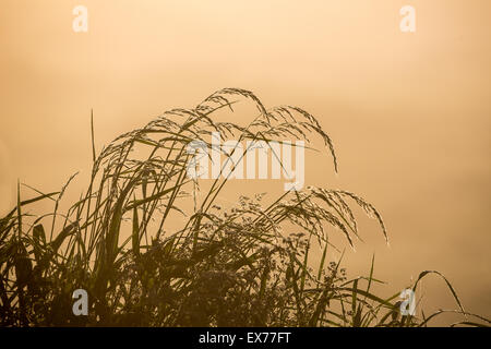 Rosée sur l'herbe dans le début de l'incandescence du matin. Banque D'Images