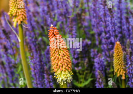 Kniphofia uvaria, Red Hot Poker, Torch Lily Banque D'Images
