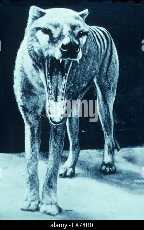 Thylacine Tasmanian Tiger) (Thylacinus cynocephalus Thylacine captif dernier Zoo à Hobart, Tasmanie, Australie, est mort 7ème Sep 1936 Banque D'Images