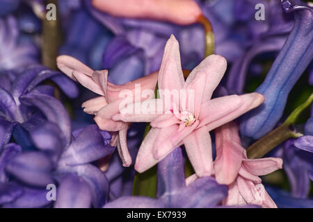 Fleur de printemps, frais hyacinth close up. Banque D'Images