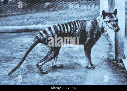 Thylacine Tasmanian Tiger) (Thylacinus cynocephalus Thylacine captif dernier Zoo à Hobart, Tasmanie, Australie, est mort 7ème Sep 1936 Banque D'Images