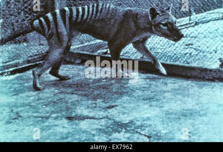 Thylacine Tasmanian Tiger) (Thylacinus cynocephalus Thylacine captif dernier Zoo à Hobart, Tasmanie, Australie, est mort 7ème Sep 1936 Banque D'Images