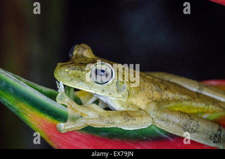 Rainette terne (Smilisca sordida) sur une feuille dans la nuit Banque D'Images