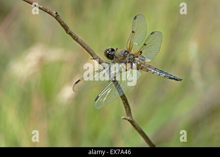 Femme Four-Spotted Chaser Dragonfly (Libellula quadrimaculata) UK Banque D'Images