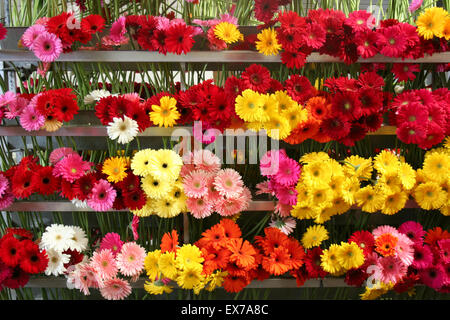 Des présentoirs de gerber daisies aux couleurs vives, de pépinière, en Californie. Banque D'Images