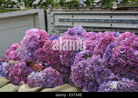 Bouquets de violet et rose hortensias dans un vieux camion, en Californie. Banque D'Images