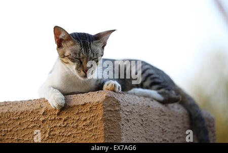 Cat ferme les yeux contre le photographe, tourné à la Heritage Park, Abu Dhabi, par Manoj Attingal Banque D'Images