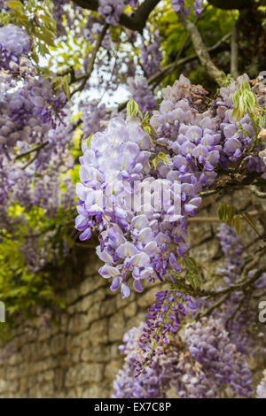 Belle floraison printemps bleu / violet glycine (Wisteria sinensis) en fleur sur un mur de pierre au printemps dans les jardins de Loseley Park, Surrey, UK Banque D'Images