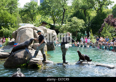 Les Lions de mer divertir les visiteurs au zoo de Central Park, New York USA Banque D'Images