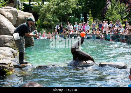 Les Lions de mer divertir les visiteurs au zoo de Central Park, New York USA Banque D'Images