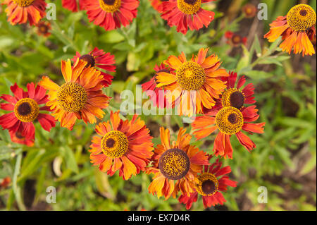 Helenium Moerheim Compact Rudbeckia hirta Becky Orange black-eyed susan fleurs Banque D'Images