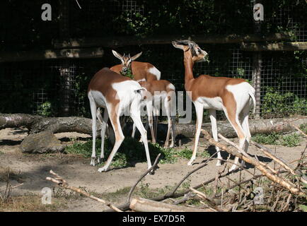 Groupe africain gazelles mhorr (Nanger dama), éteint à l'état sauvage, au programme d'élevage du Zoo de Rotterdam Blijdorp (clôture visible) Banque D'Images