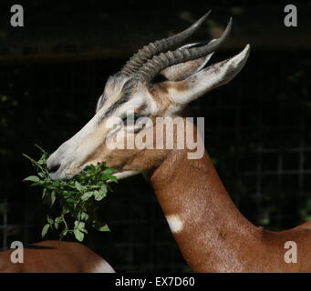 Gazelle de Mhorr africains (Nanger dama), éteint à l'état sauvage, au programme d'élevage du Zoo de Rotterdam Blijdorp (clôture vaguement visible) Banque D'Images