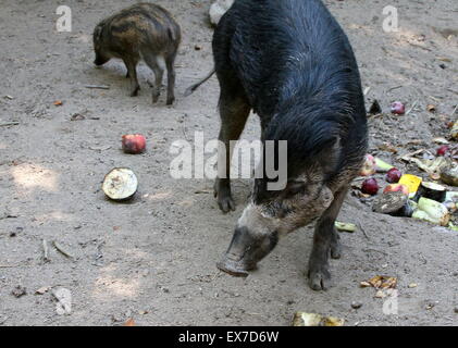 Warty Visayan, de l'Asie du Sud-Est (Sus cebifrons cochon). Critique d'extinction dans la nature. Banque D'Images