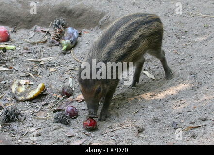 Warty Visayan Asie du Sud-Est jeune Porc (Sus cebifrons) se nourrissant de fruits et légumes. Critique d'extinction dans la nature. Banque D'Images