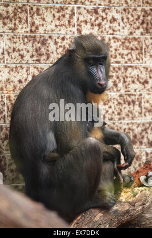 Mandrill (Mandrillus sphinx) avec son bébé au Zoo d'Usti nad Labem en Bohême du Nord, en République tchèque. Banque D'Images