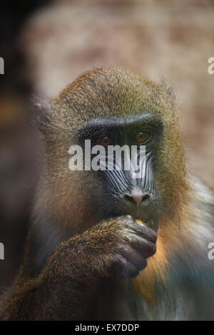 Mandrill (Mandrillus sphinx) au Zoo d'Usti nad Labem en Bohême du Nord, en République tchèque. Banque D'Images