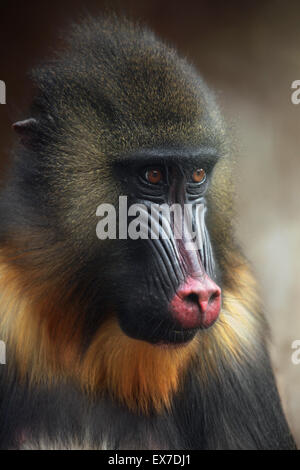 Mandrill (Mandrillus sphinx) au Zoo d'Usti nad Labem en Bohême du Nord, en République tchèque. Banque D'Images