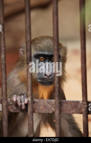 Mandrill (Mandrillus sphinx) dans la cage au Zoo d'Usti nad Labem en Bohême du Nord, en République tchèque. Banque D'Images