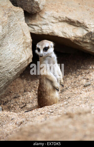 Meerkat (Suricata suricatta), également connu sous le nom de suricate au Zoo d'Usti nad Labem en Bohême du Nord, en République tchèque. Banque D'Images