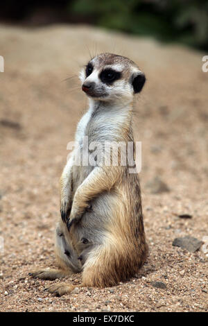 Meerkat (Suricata suricatta), également connu sous le nom de suricate au Zoo d'Usti nad Labem en Bohême du Nord, en République tchèque. Banque D'Images