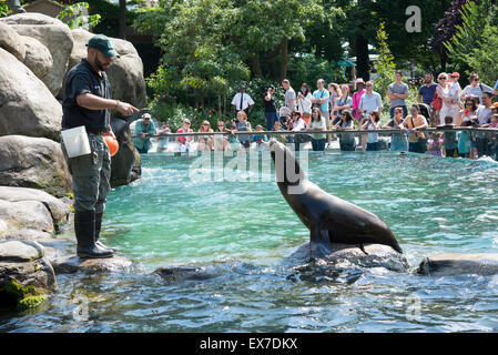 Les Lions de mer divertir les visiteurs au zoo de Central Park, New York USA Banque D'Images