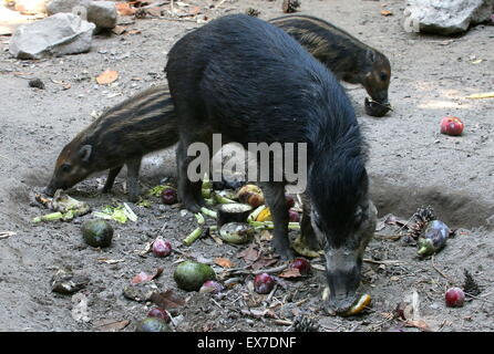 Warty Visayan, de l'Asie du Sud-Est (Sus cebifrons cochon). Mère et de l'alimentation deux porcelets Banque D'Images